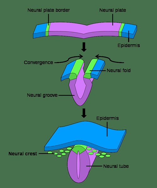 Diferencia entre la cresta neural y el tubo neural