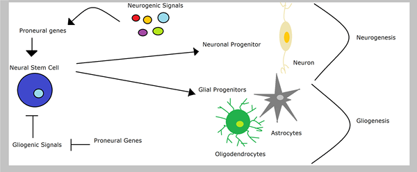 Perbedaan antara neurogenesis neuroplastisitas dan neurorenerasi