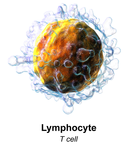 Différence entre les neutrophiles et les lymphocytes