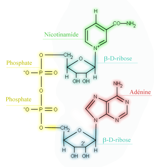 Perbezaan antara nicotinamide adenine dinucleotide dan nicotinamide riboside