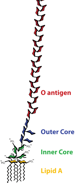 Diferencia entre el antígeno O y H