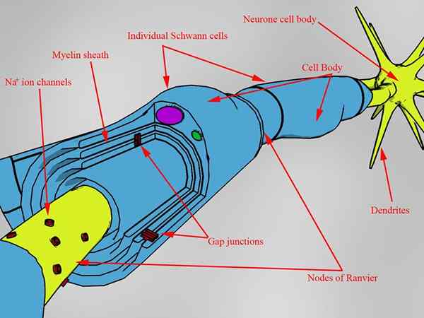 Perbezaan antara oligodendrocytes dan sel Schwann