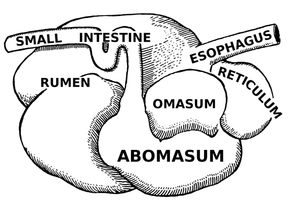 Diferencia entre Omasum y Abomasum