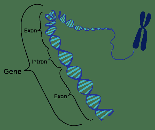 Perbedaan antara Operon dan Cistron