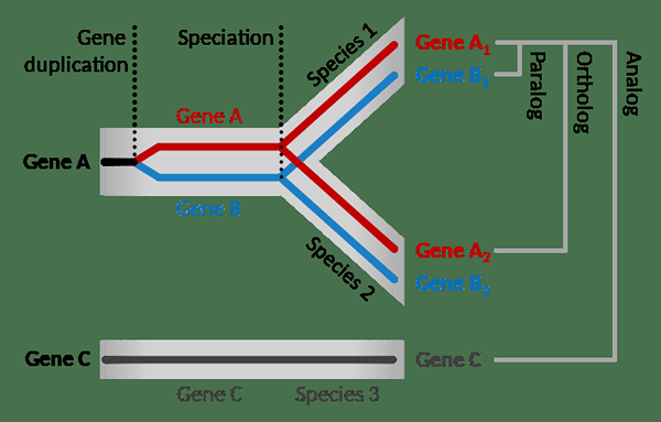 Différence entre les gènes orthologues et paralogues