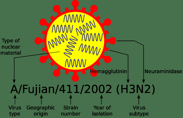 Diferencia entre ortomixovirus y paramixovirus