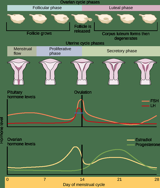 Perbedaan antara siklus ovarium dan siklus menstruasi