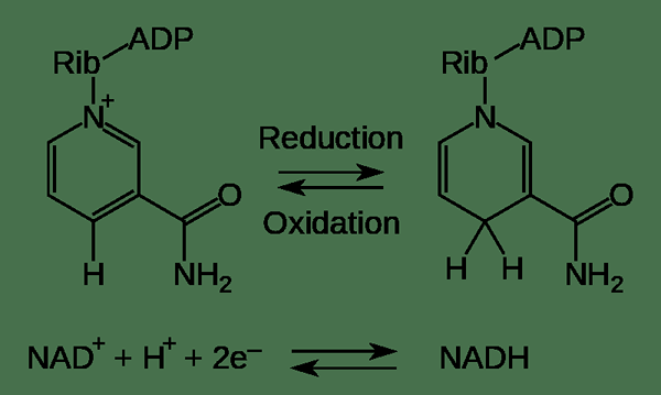 Unterschied zwischen Oxidation und Reduktion