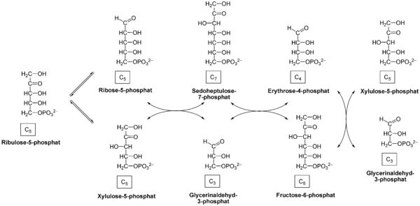 Différence entre la voie oxydante et non oxydante du pentose phosphate