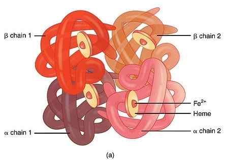 Diferencia entre la hemoglobina oxigenada y desoxigenada