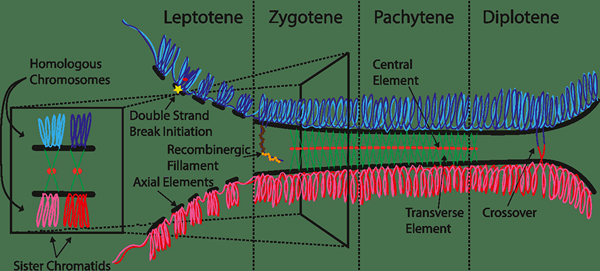 Différence entre pachytene et diplotène