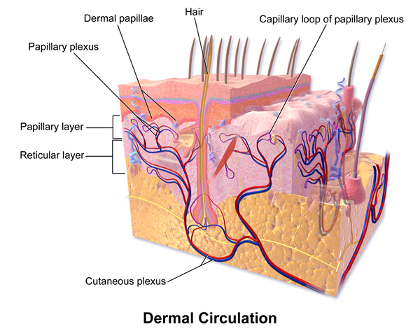 Perbezaan antara lapisan papillary dan reticular
