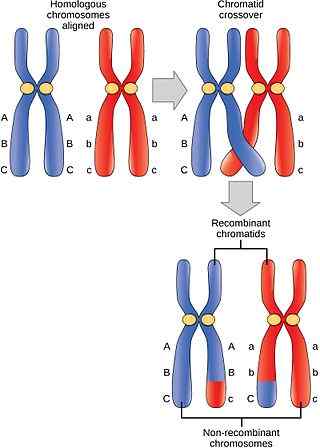 Differenz zwischen Elterntyp und rekombinantem Typ Chromosomen