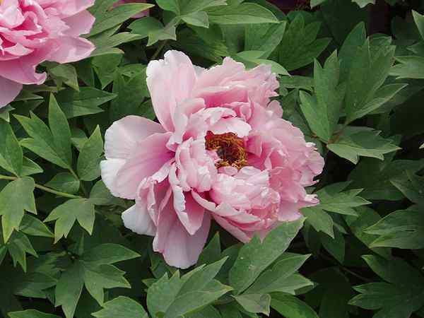 Perbedaan antara peony dan ranunculus