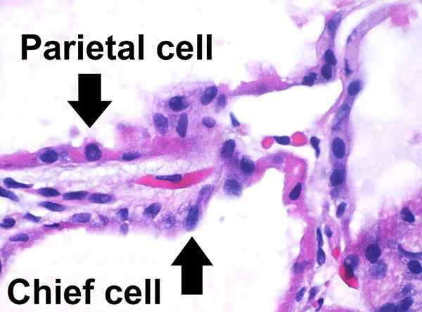 Différence entre les cellules peptiques et oxytiques