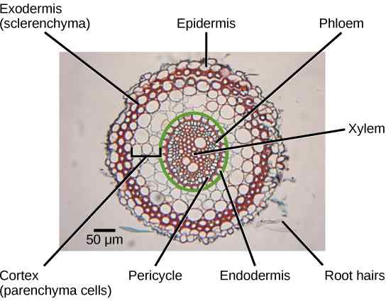 Perbezaan antara pericycle dan endodermis