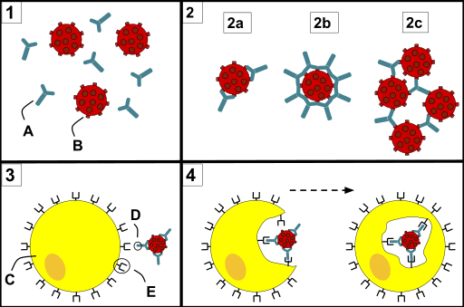 Différence entre la phagocytose et l'opsonisation