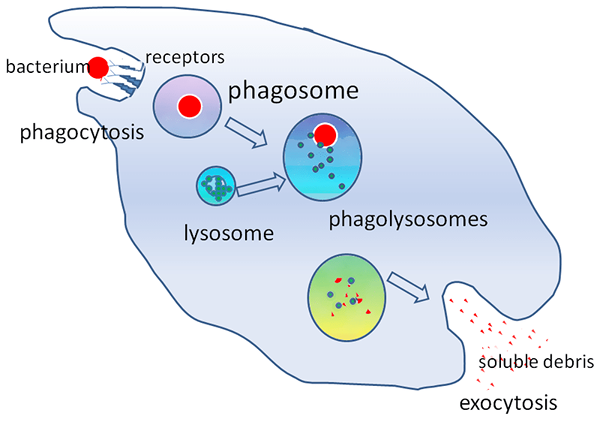 Différence entre le phagolysosome et le phagosome