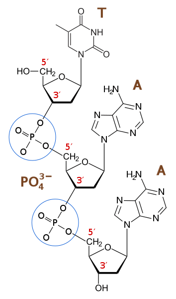 Diferencia entre el enlace fosfodiéster y el enlace fosfoester