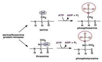 Perbezaan antara fosforilasi dan dephosphorylation