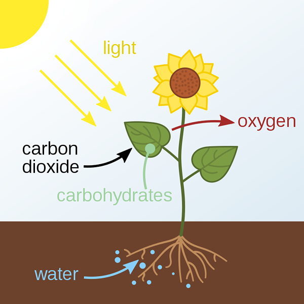 Différence entre la réaction photochimique et électrochimique