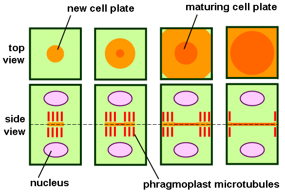 Différence entre phragmoplaste et plaque cellulaire