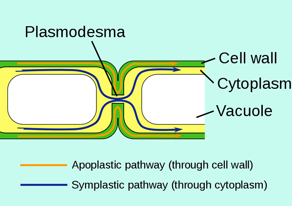 Perbedaan antara lubang dan plasmodesmata