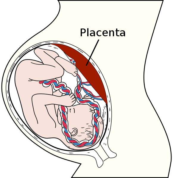 Perbedaan antara plasenta dan uterus