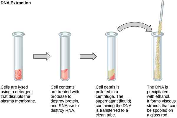 Différence entre l'extraction de l'ADN végétal et animal