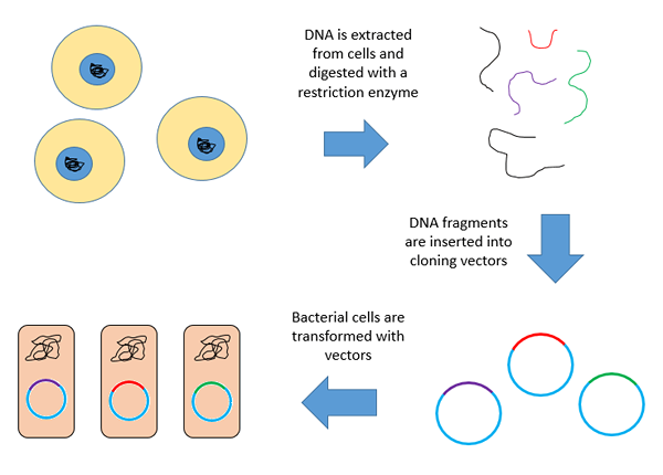 Unterschied zwischen Plasmid und Vektor