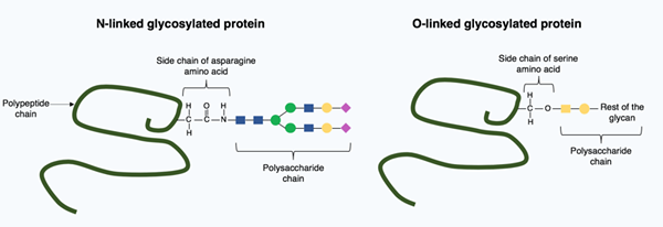 Différence entre les polypeptides et les polyamides