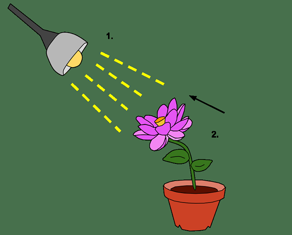 Diferencia entre el tropismo positivo y negativo