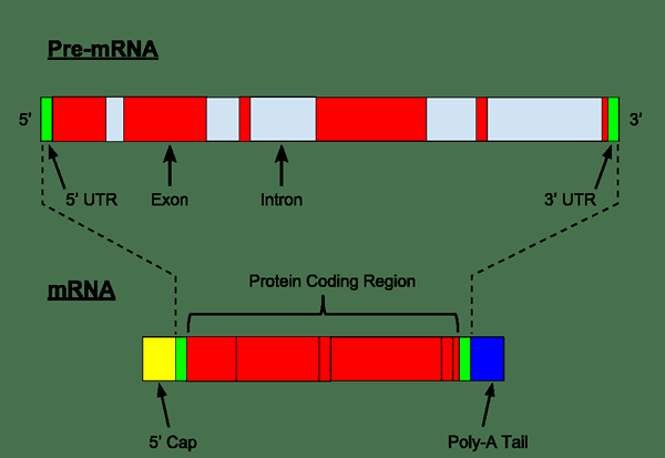 Unterschied zwischen prä-mRNA und mRNA