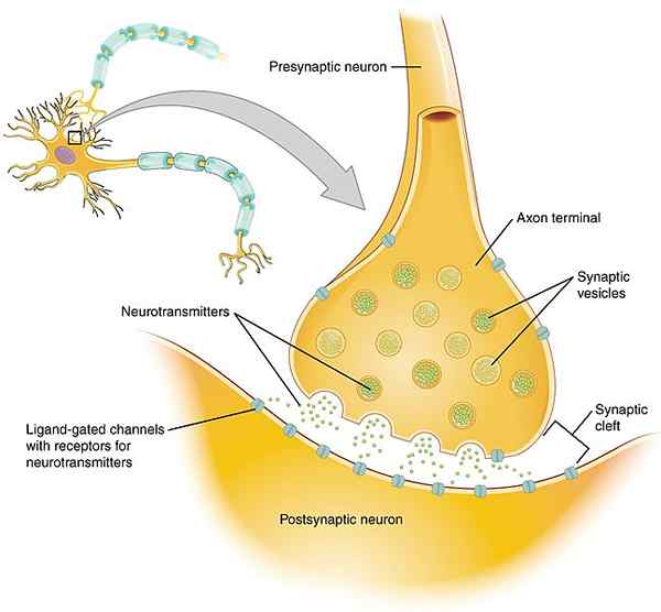 Unterschied zwischen präsynaptischem Neuron und postsynaptischem Neuron