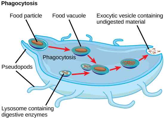 Différence entre les lysosomes primaires et secondaires