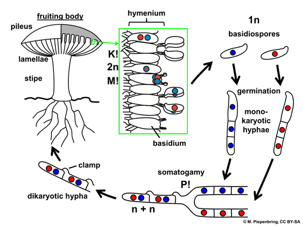Différence entre le mycélium primaire et secondaire