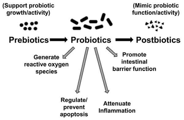 Perbedaan antara probiotik dan prebiotik dan synbiotik