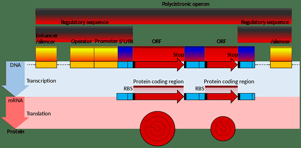 Perbezaan antara mRNA prokariotik dan eukariotik