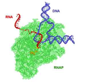 Perbedaan antara prokariotik dan eukariotik RNA polimerase