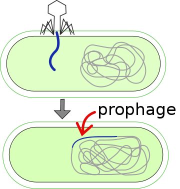 Différence entre le prophage et le provirus