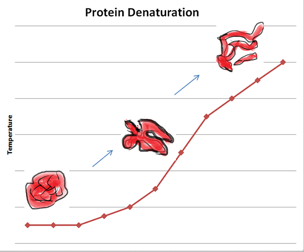 Unterschied zwischen Protein -Denaturierung und Hydrolyse