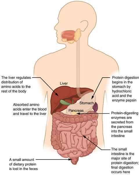 Différence entre la digestion des protéines dans l'estomac et l'intestin grêle