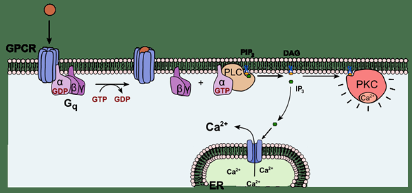 Perbezaan antara protein kinase a dan protein kinase c