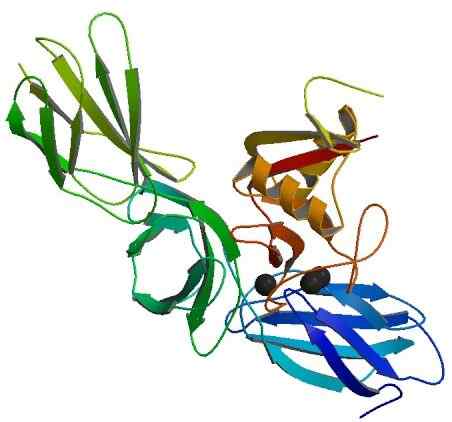 Différence entre les protéoglycanes et les glycosaminoglycanes