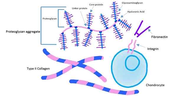 Perbezaan antara proteoglikan dan glikoprotein