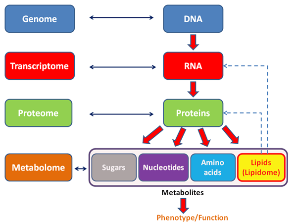 Unterschied zwischen Proteomik und Metabolomik