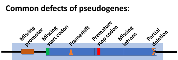 Perbezaan antara pseudogene dan gen