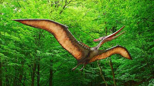 Diferencia entre pterodactil y pteranodon