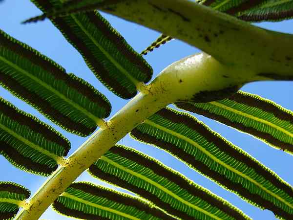 Unterschied zwischen Pulvinus und Blattstiel