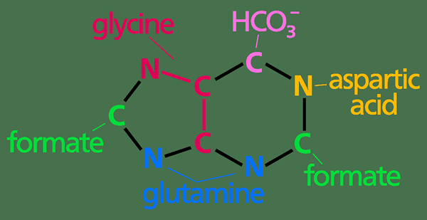 Différence entre la synthèse de la purine et de la pyrimidine